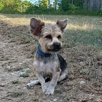 MARIO, chien à adopter