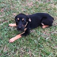 SANNA, chienne à adopter