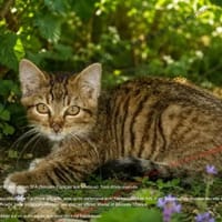 Bea, chatte à adopter