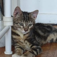 frodon, chat à adopter