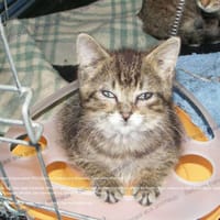Brindille, chatte à adopter