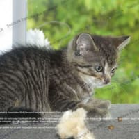 Brugnon, chatte à adopter