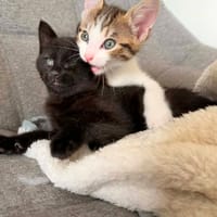 tigrou, chat à adopter
