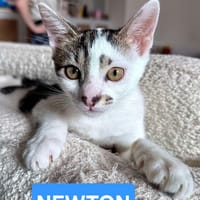 NEWTON A ADOPTER AVEC UN CHAT DÉJÀ PRÉSENT CHEZ VOUS, chat à adopter