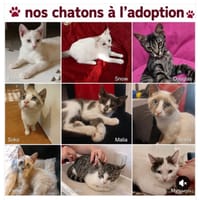 Malia , Myu Myu , Kyushu, Douglas ,, chat à adopter