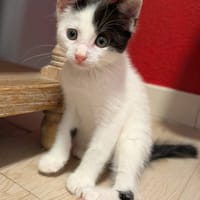 EKLYPSE, chat à adopter