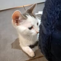 OPI, chat à adopter
