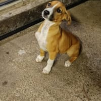 Tipo, chienne à adopter
