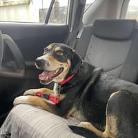 Bingo, chien à adopter