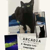 Arcadia, chatte à adopter