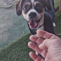 Lucía, perra en adopción