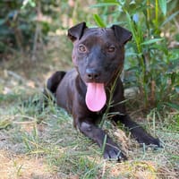 Liem -Kleiner Schatz mit großem Wunsch nach einem Zuhause, Hund zur Adoption