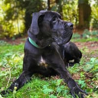 Freundlicher Werner wartet in 95233 Helmbrechts., Hund zur Adoption