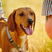Anellino möchte seine Familie finden, Hund zur Adoption