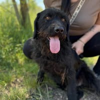 Zeth -Fröhlicher Entdecker, Hund zur Adoption