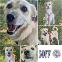 SOFY * freudig hopsend ab ins Herz, Hündin zur Adoption