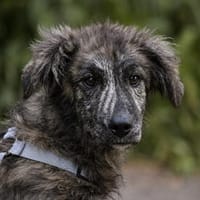 Pietro freut sich auf Sie, Hund zur Adoption