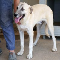 Pampero hofft auf seine Chance, Hund zur Adoption