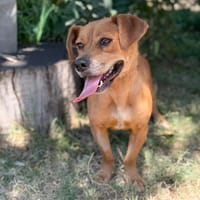 Lulu -Fröhliche kleine Hündin sucht ihr Für-immer-Zuhause!, Hündin zur Adoption