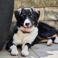 Kinderliebe Lotte wartet in 57439 Attendorn., Hündin zur Adoption