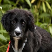Geben Sie Pinco sein Traumzuhause?, Hund zur Adoption
