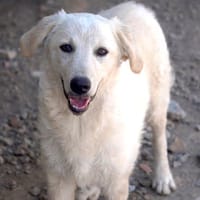 Liebe Ata sucht Zuhause, Hündin zur Adoption