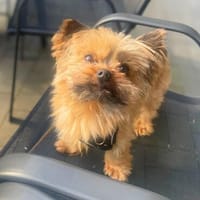 Klein, aber oho - Eddi wartet in 22885 Barsbüttel., Hund zur Adoption