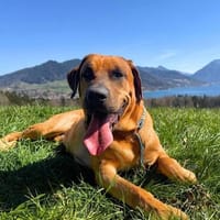 Schwergewicht Apollo wartet in 83703 Gmund., Hund zur Adoption