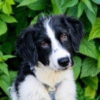 Pol möchte Ihnen Freude bereiten, Hund zur Adoption