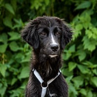 Übernehmen Sie für Pier Verantwortung?, Hund zur Adoption