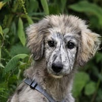 Pedro möchte Ihnen Freude bereiten, Hund zur Adoption