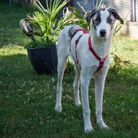 Pascal möchte zu Ihnen gehören, Hund zur Adoption
