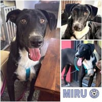 MIRU ° freundlicher und neugieriger Rüde, Hund zur Adoption