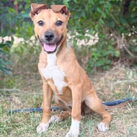 Shima (Szeniz)-Kleiner Sonnenschein sucht ihre Herzensmensch, Hündin zur Adoption
