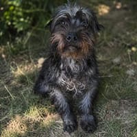 Samson- Sensibler, junger Rüde sucht seine Menschen!, Hund zur Adoption
