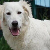 Übernehmen Sie Verantwortung für Clash?, Hund zur Adoption