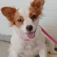 sehr liebe Sila, ca. 35 cm Schulterhöhe, Hündin zur Adoption