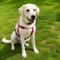 Canada möchte adoptiert werden, Hündin zur Adoption