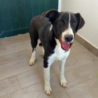 Darf Capitano zu Ihrer Familie gehören?, Hund zur Adoption