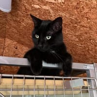 Levi, Kater zur Adoption