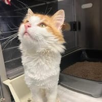 Chili, Kater zur Adoption