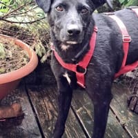 Zauberhafte Ingra sucht ihre Menschen!❤, Hündin zur Adoption