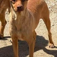 Ronin süße Kerl / wartet in 82284, Hund zur Adoption