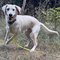 Thyson lieber Schmuser / wartet in 82284, Hund zur Adoption