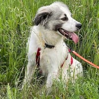Willow - schüchterner Rüde sucht Familie, Hund zur Adoption