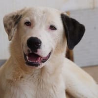 Verhelfen Sie Perro zum Glück?, Hund zur Adoption