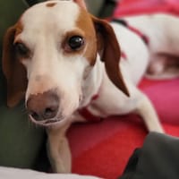 Fio ist bereit die Welt zu erkunden, Hund zur Adoption