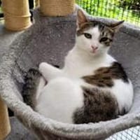 Ludwig, Kater zur Adoption
