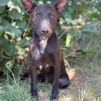Laska -Fröhlicher kleiner Entdecker sucht seine Familie!, Hund zur Adoption