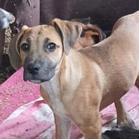 Ayana💕wartet in 23936 Grieben, Hündin zur Adoption